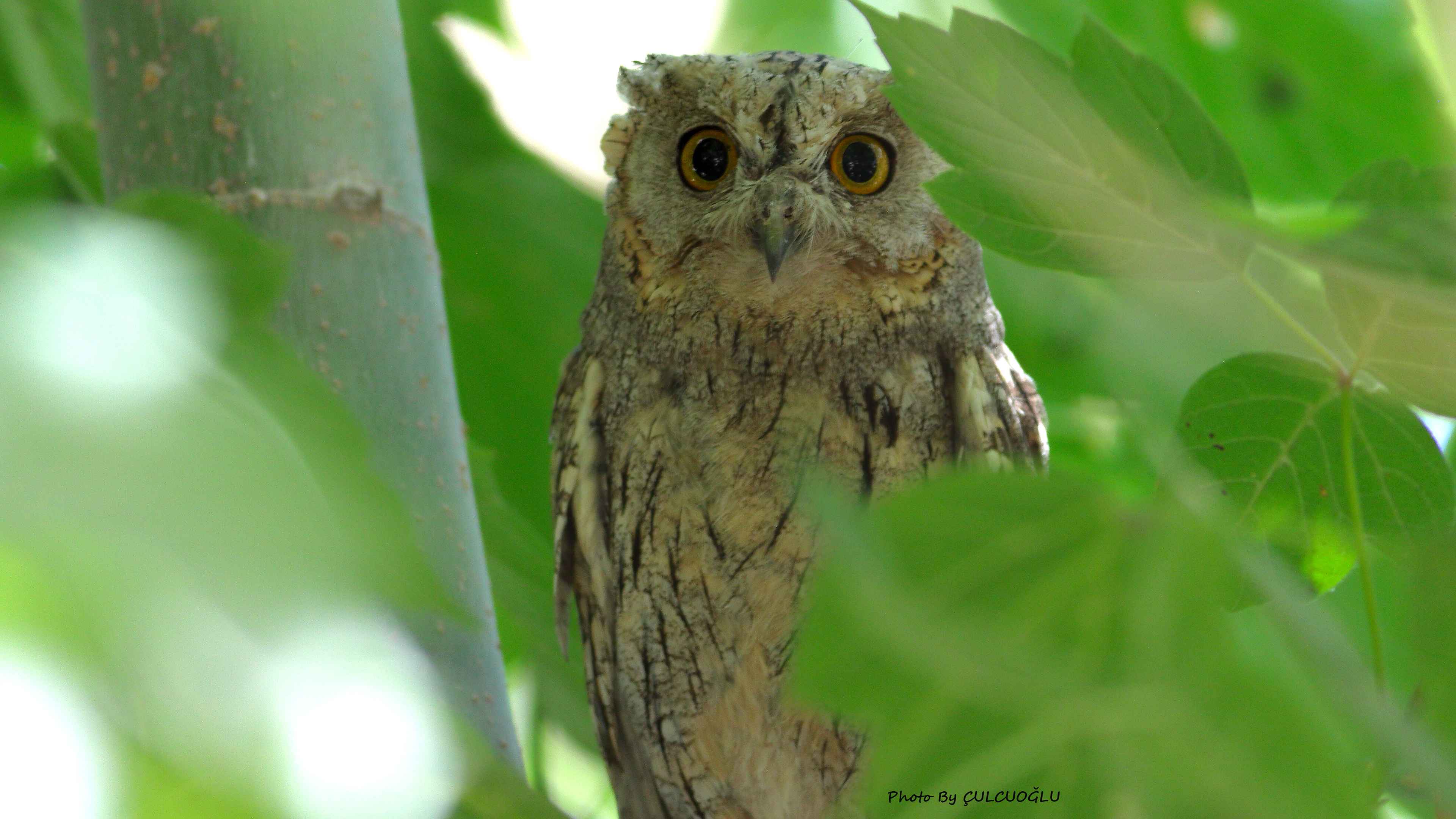 Pallid Scops-Owl